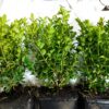 Buxus sempervirens