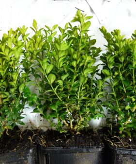 Buxus sempervirens