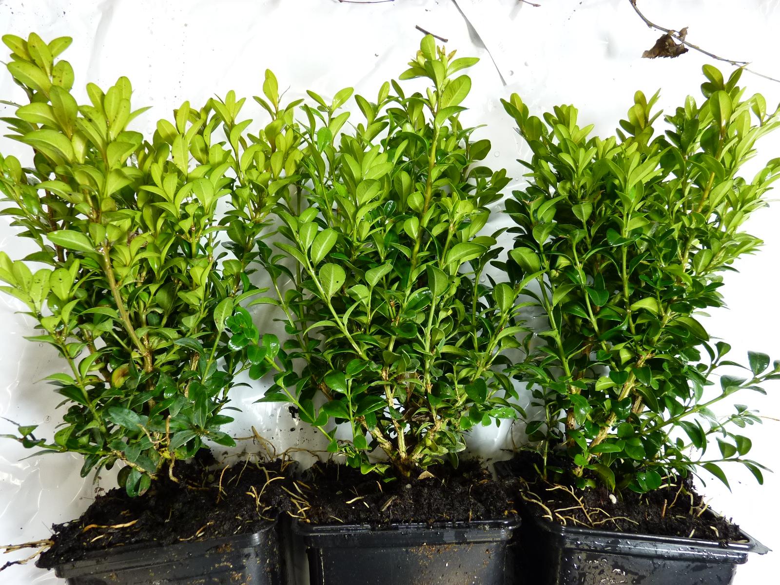 Buxus sempervirens