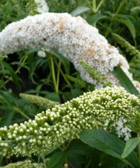 Buddleja davidii ‚Peace‘ (weiß)
