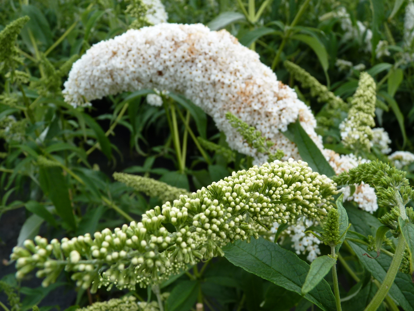 Buddleja davidii ‚Peace‘ (weiß)