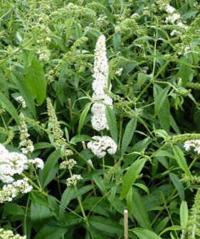 Buddleja davidii ‚Peace‘ (weiß)