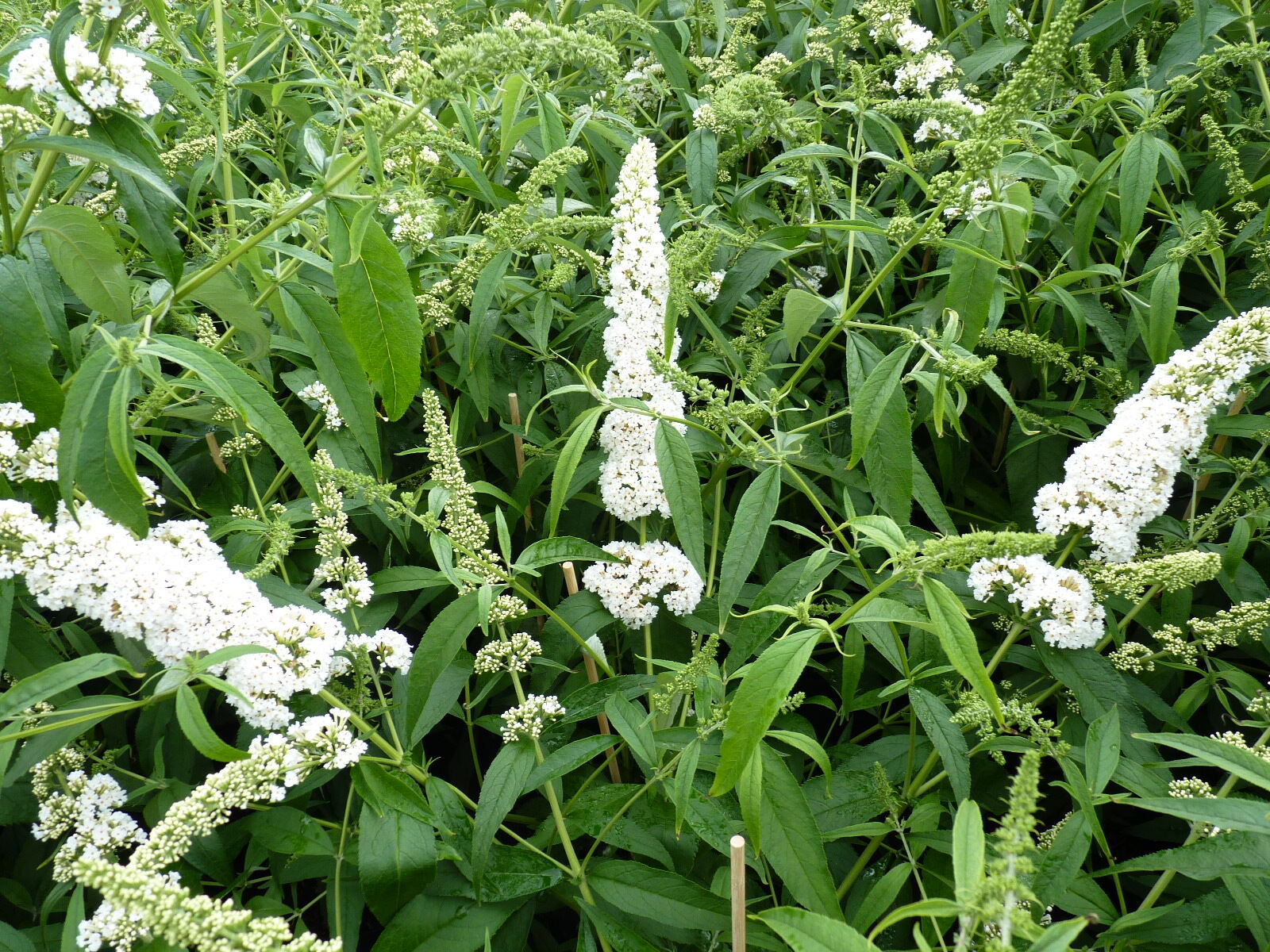Buddleja davidii ‚Peace‘ (weiß)