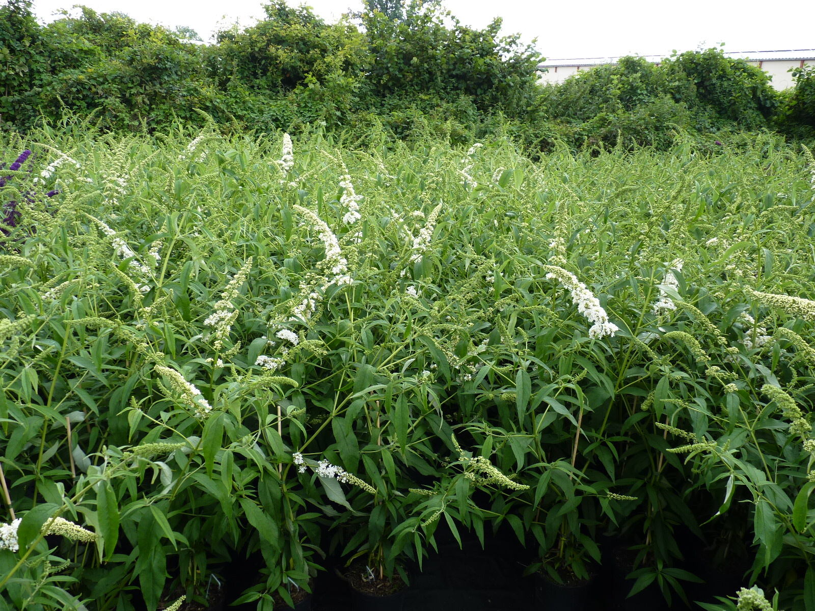 Buddleja davidii ‚Peace‘ (weiß)