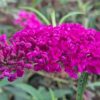 Buddleja davidii ‚Royal red‘ (Rot)