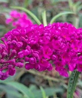 Buddleja davidii ‚Royal red‘ (Rot)