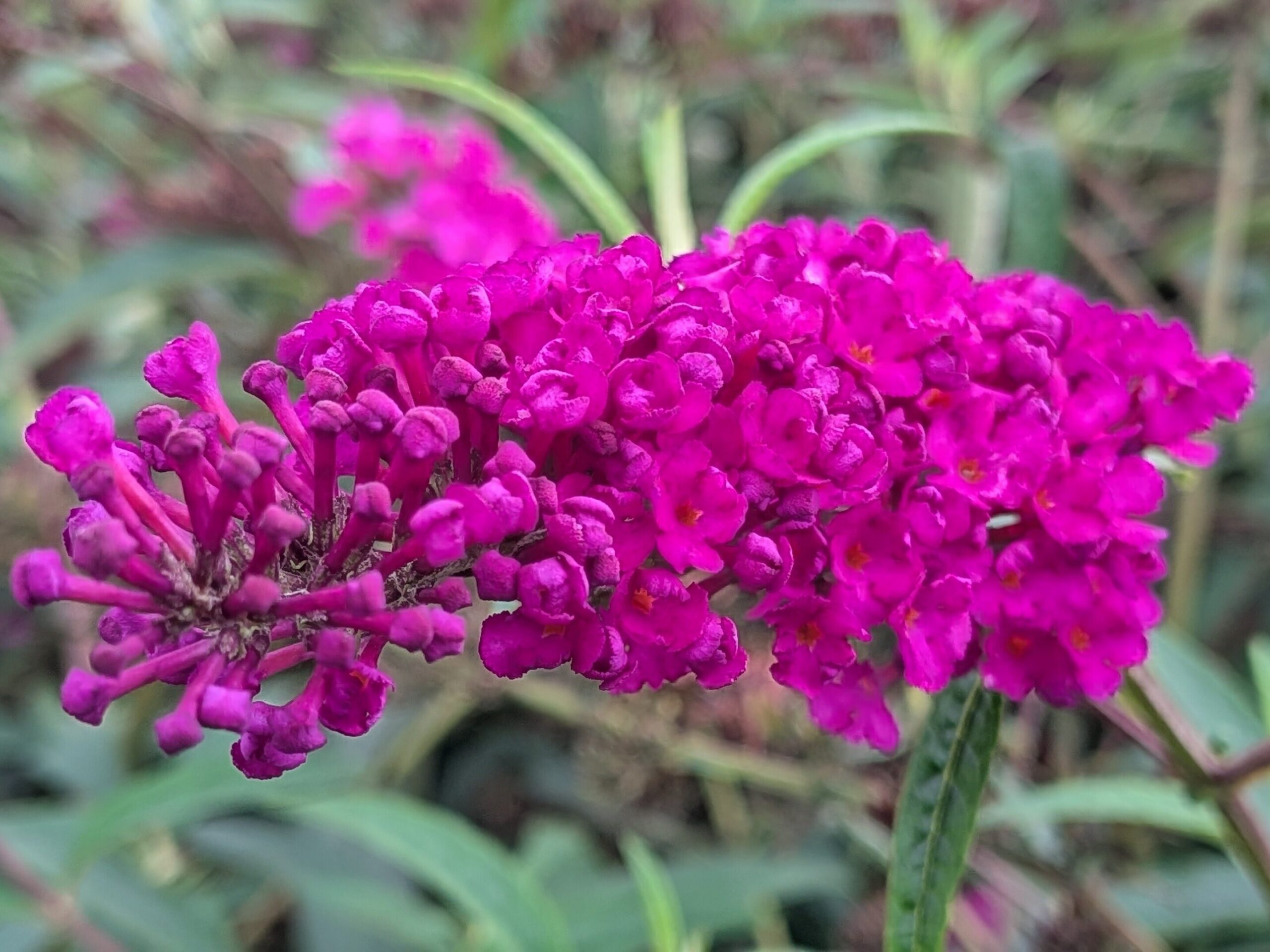 Buddleja davidii ‚Royal red‘ (Rot)