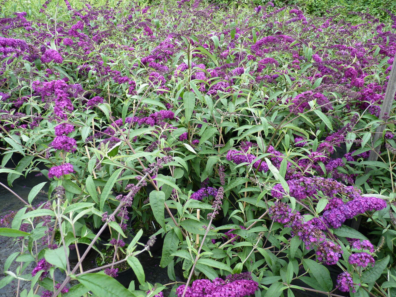Buddleja davidii ‚Royal red‘ (Rot)