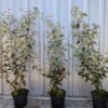 Osmanthus burkwoodii