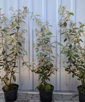 Osmanthus burkwoodii