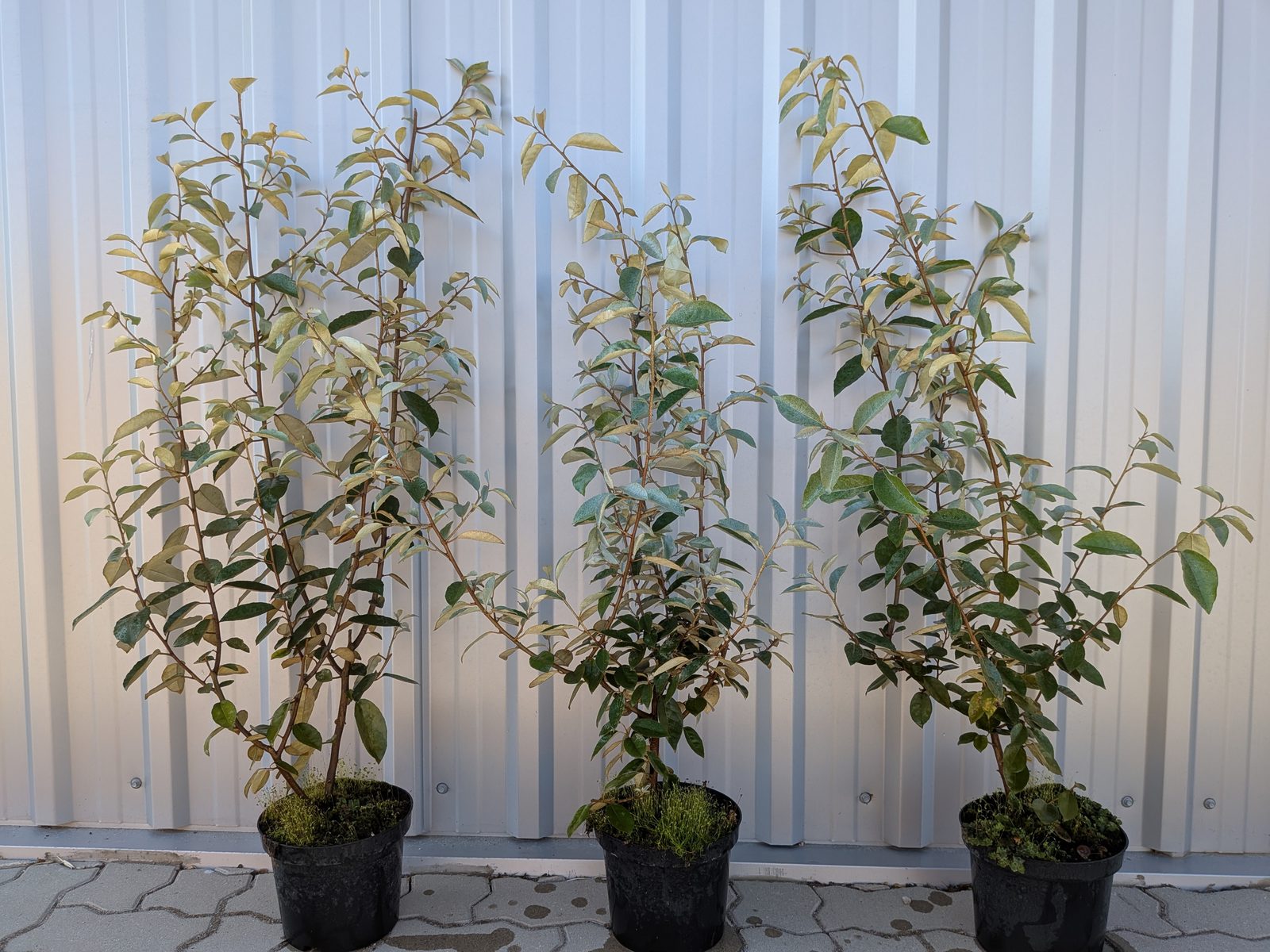 Osmanthus burkwoodii