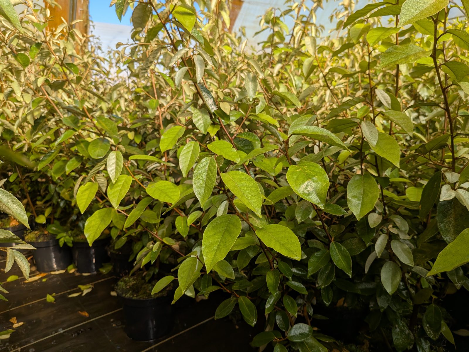 Osmanthus burkwoodii