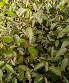 Osmanthus burkwoodii