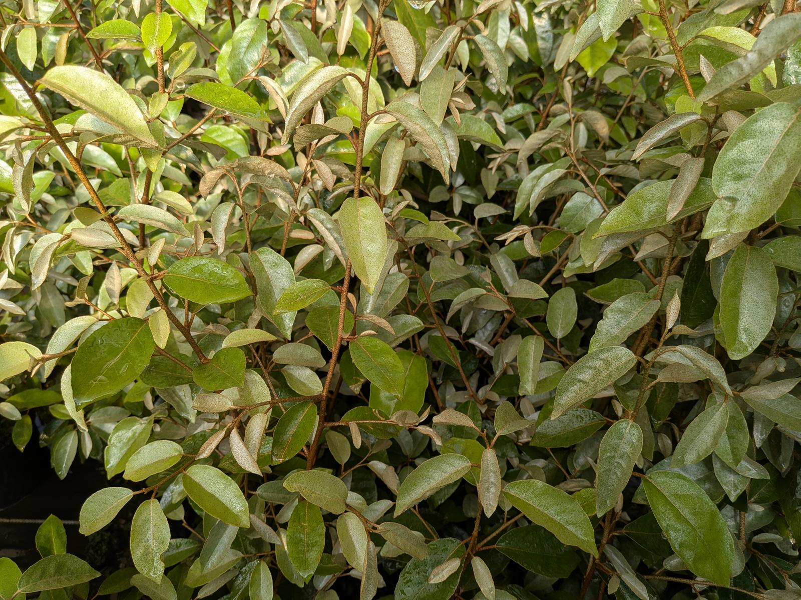 Osmanthus burkwoodii
