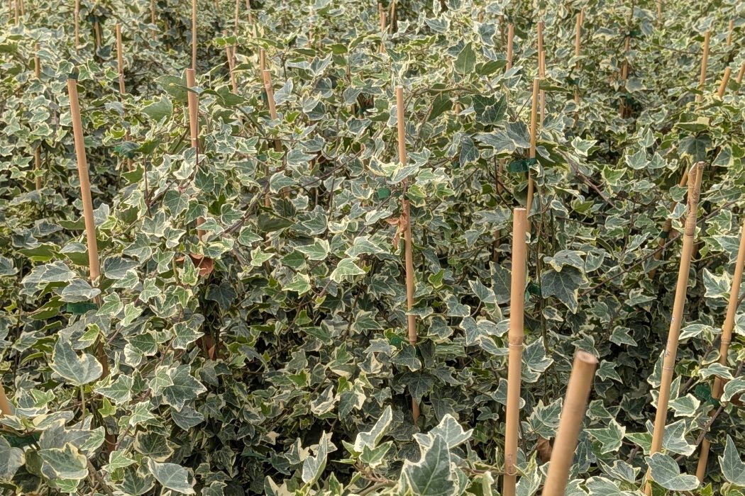 Hedera helix ‚Glacier‘