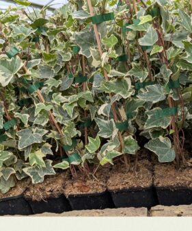 Hedera helix ‚Glacier‘