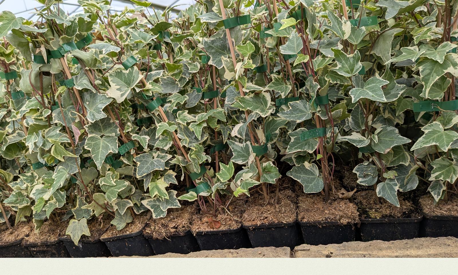Hedera helix ‚Glacier‘