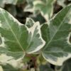 Hedera helix ‚Glacier‘