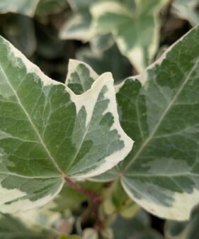 Hedera helix ‚Glacier‘