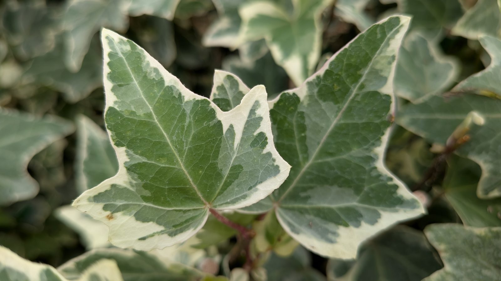 Hedera helix ‚Glacier‘