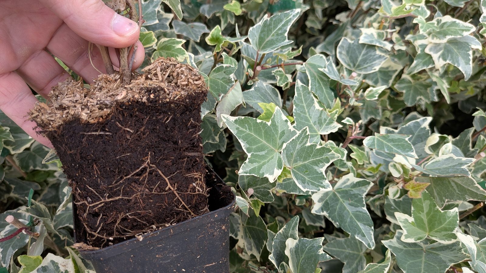 Hedera helix ‚Glacier‘