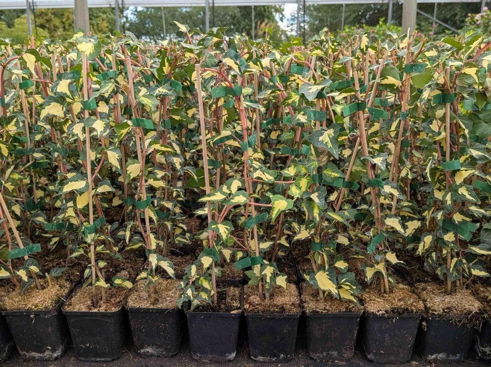 Hedera helix ‚Goldheart‘