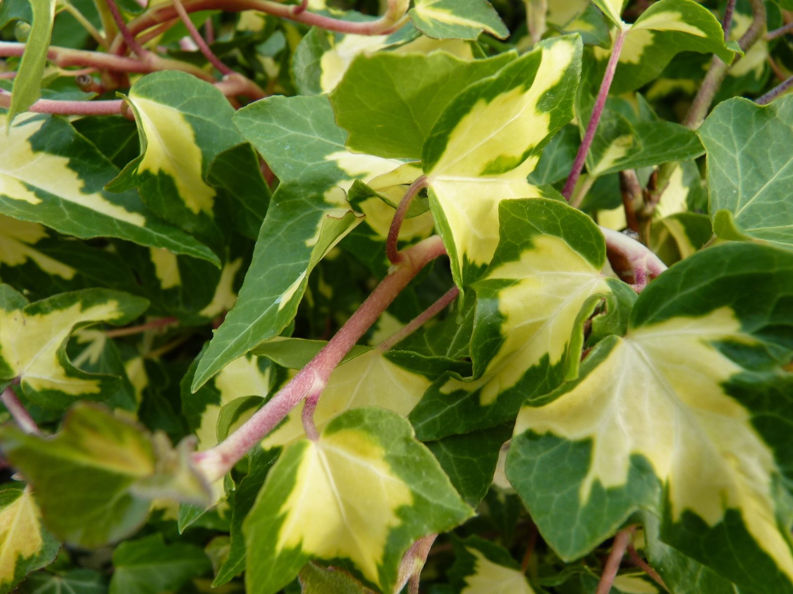 Hedera helix ‚Goldheart‘