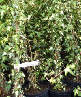 Efeu ‚Goldheart‘, gestäbt im 3-Liter-Topf Hedera helix ‚Goldheart‘