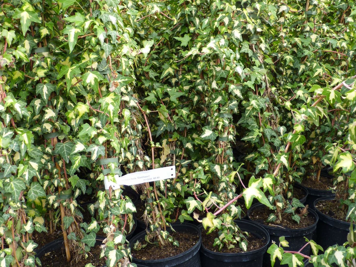 Hedera helix ‚Goldheart‘