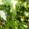Hedera helix ‚Goldheart‘