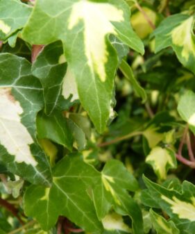 Hedera helix ‚Goldheart‘