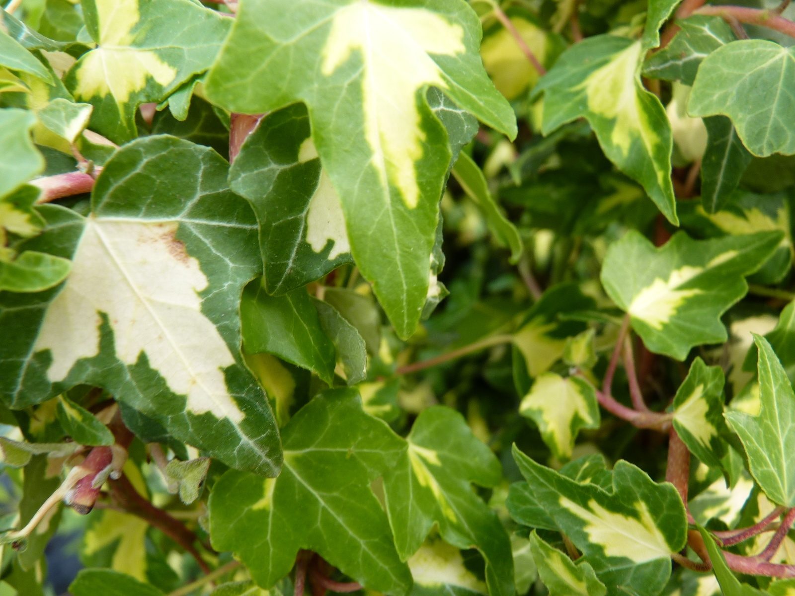 Hedera helix ‚Goldheart‘