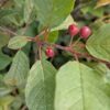 Rhamnus frangula, Frangula alnus