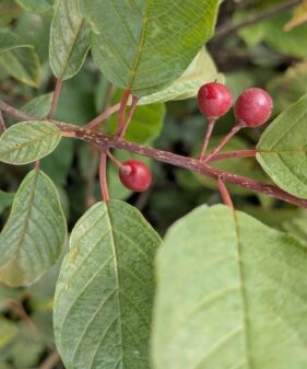Rhamnus frangula, Frangula alnus