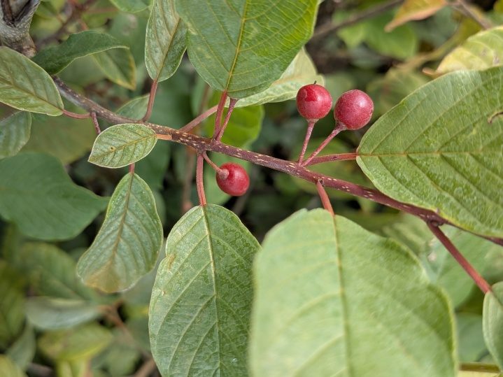 Rhamnus frangula, Frangula alnus