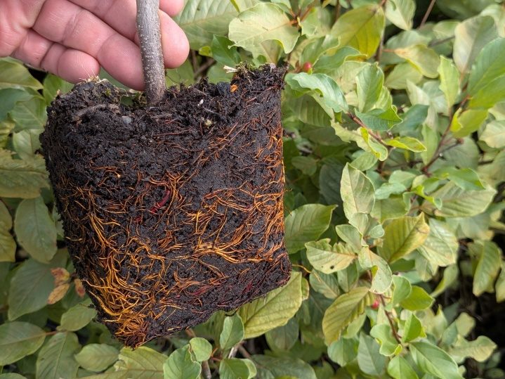 Rhamnus frangula, Frangula alnus