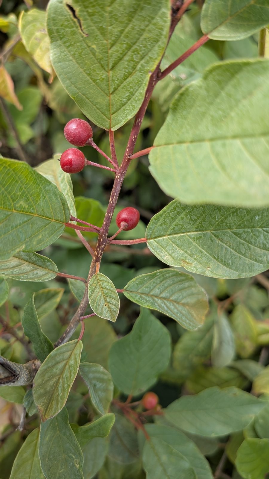Rhamnus frangula, Frangula alnus