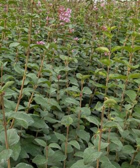 Syringa microphylla Superba