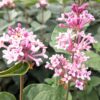 Syringa microphylla Superba