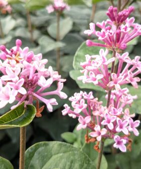 Syringa microphylla Superba