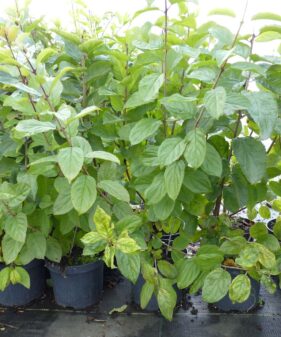 Rhamnus cathartica