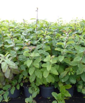 Rhamnus cathartica