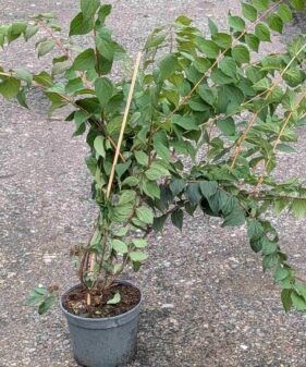 Kolkwitzia amabilis
