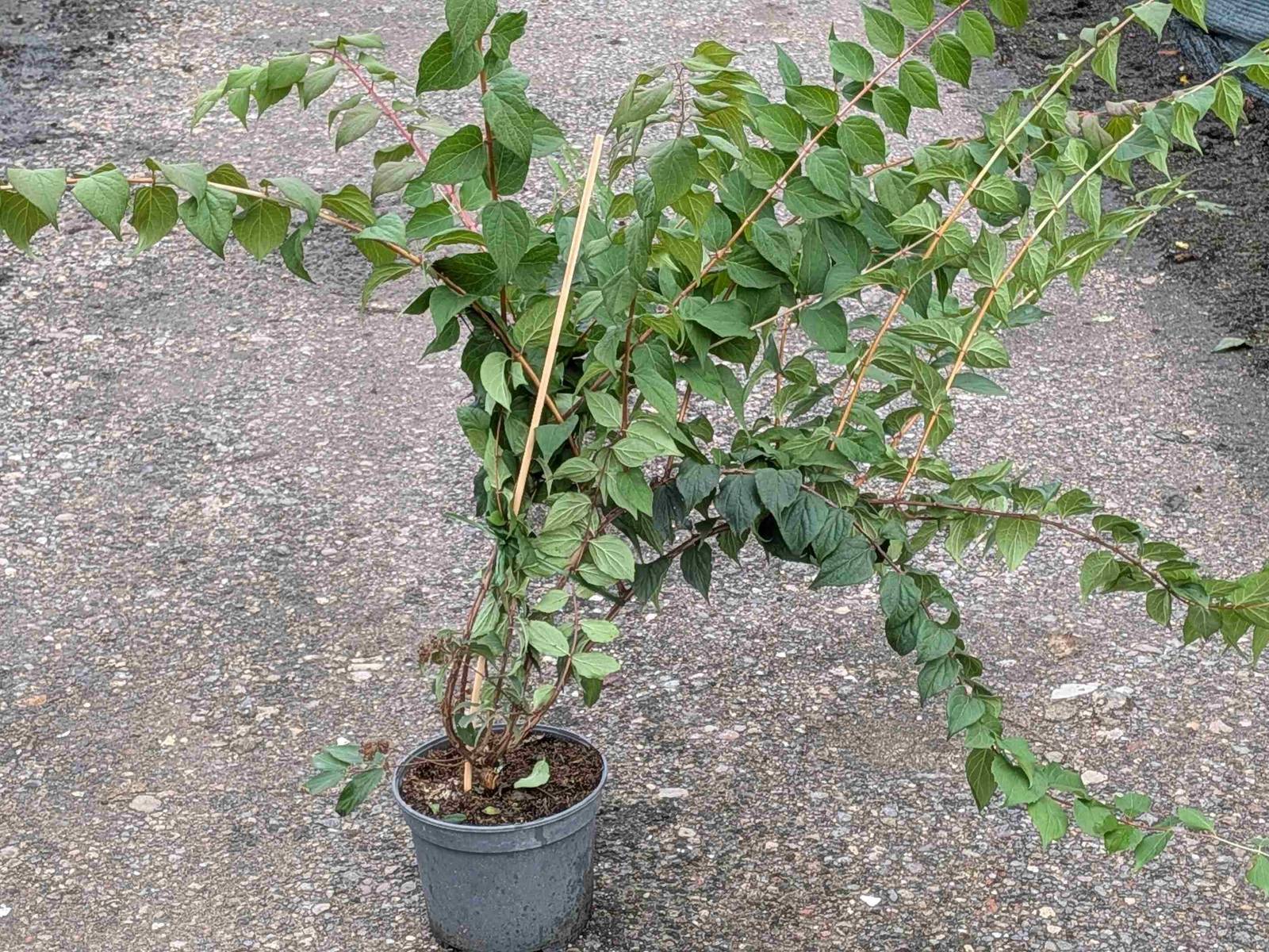 Kolkwitzia amabilis
