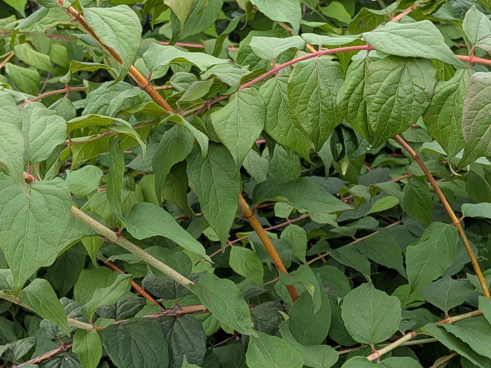 Kolkwitzia amabilis