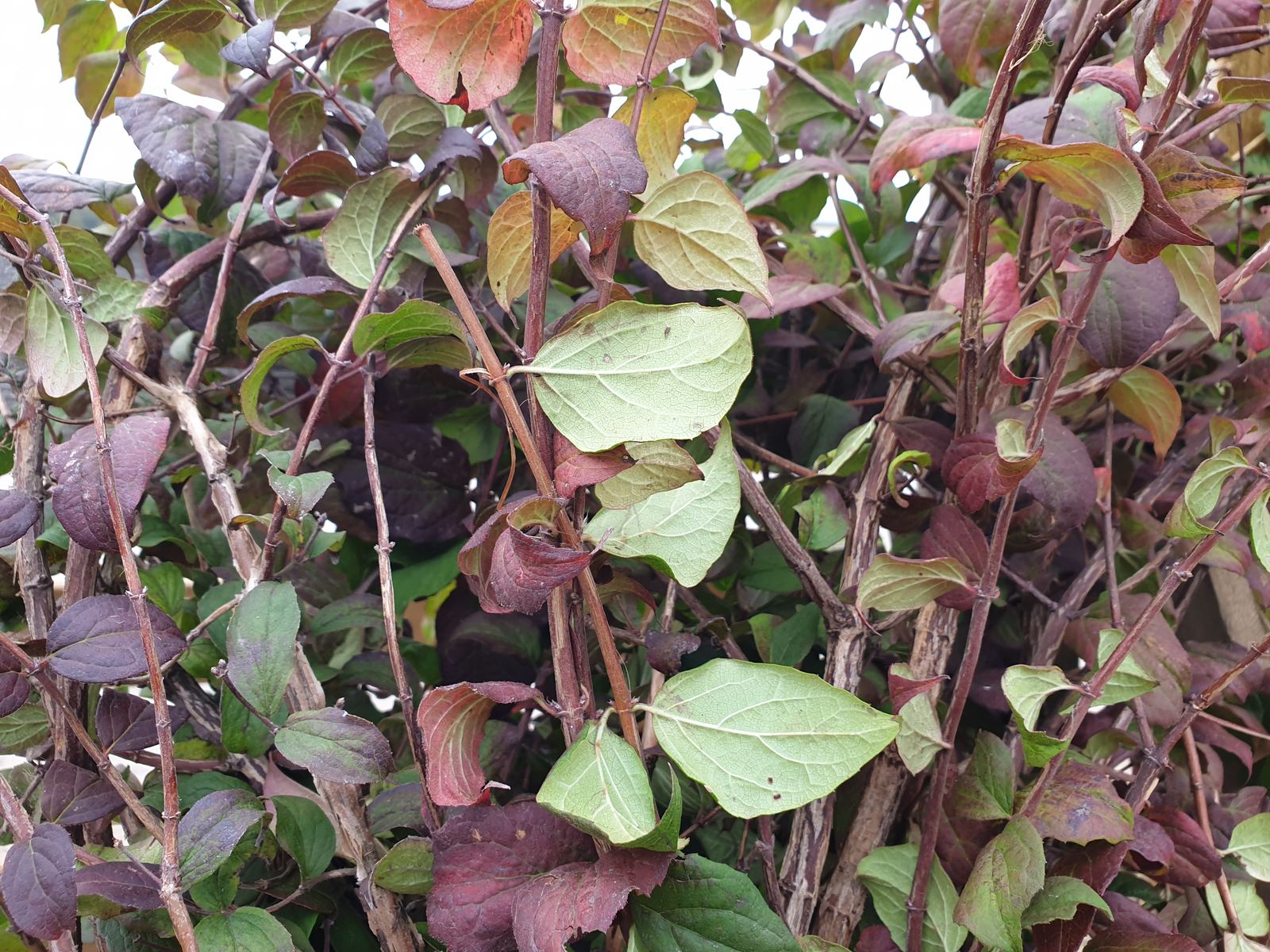 Kolkwitzia amabilis