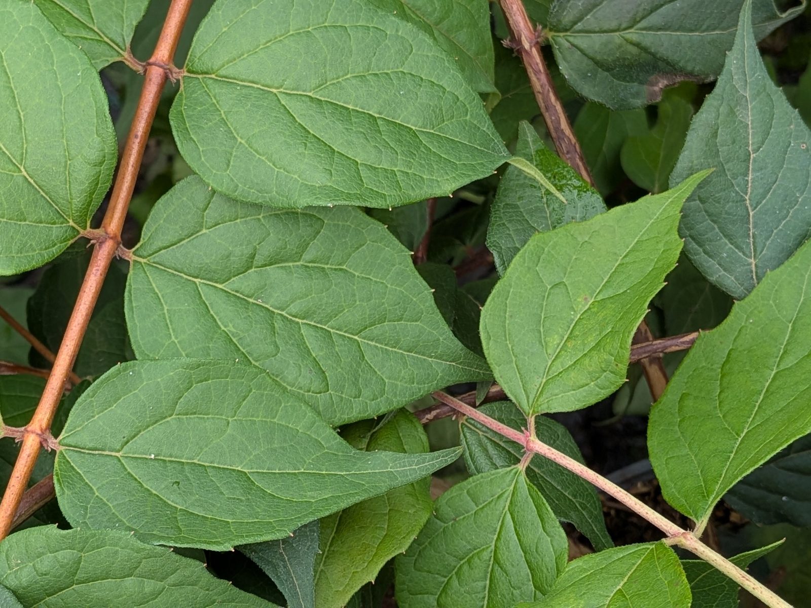 Kolkwitzia amabilis