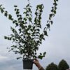 Philadelphus coronarius