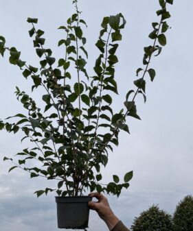 Philadelphus coronarius