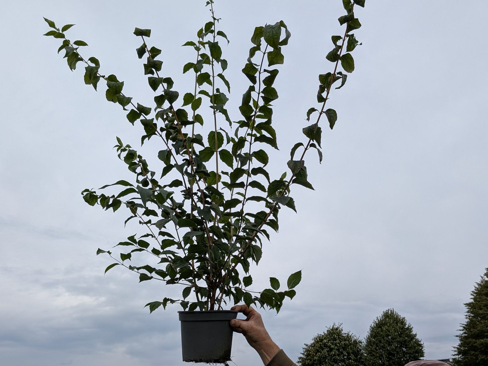 Philadelphus coronarius